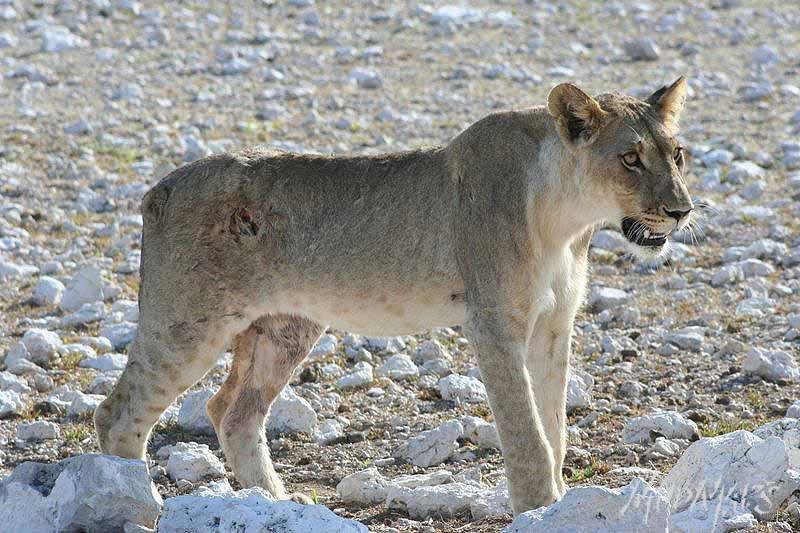 Mud Maps Africa Namibia 0692
